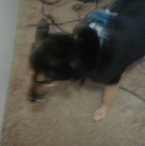 Meet your Posher, Julie